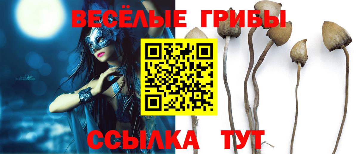 Галлюциногенные грибы Psilocybine cubensis Куйбышев