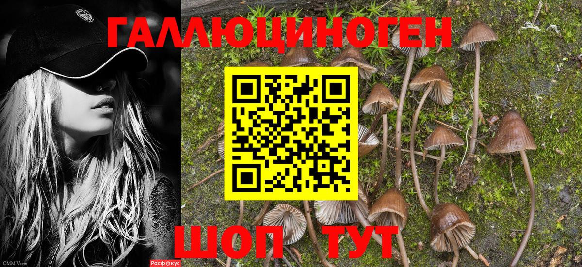 Псилоцибиновые грибы Psilocybine cubensis  Вход с VPN  Куйбышев  Псилоцибиновые грибы мицелий 